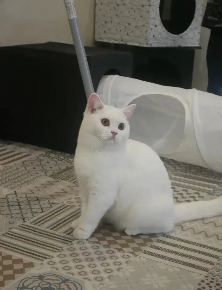 BSH Female white solid pedigree Proven