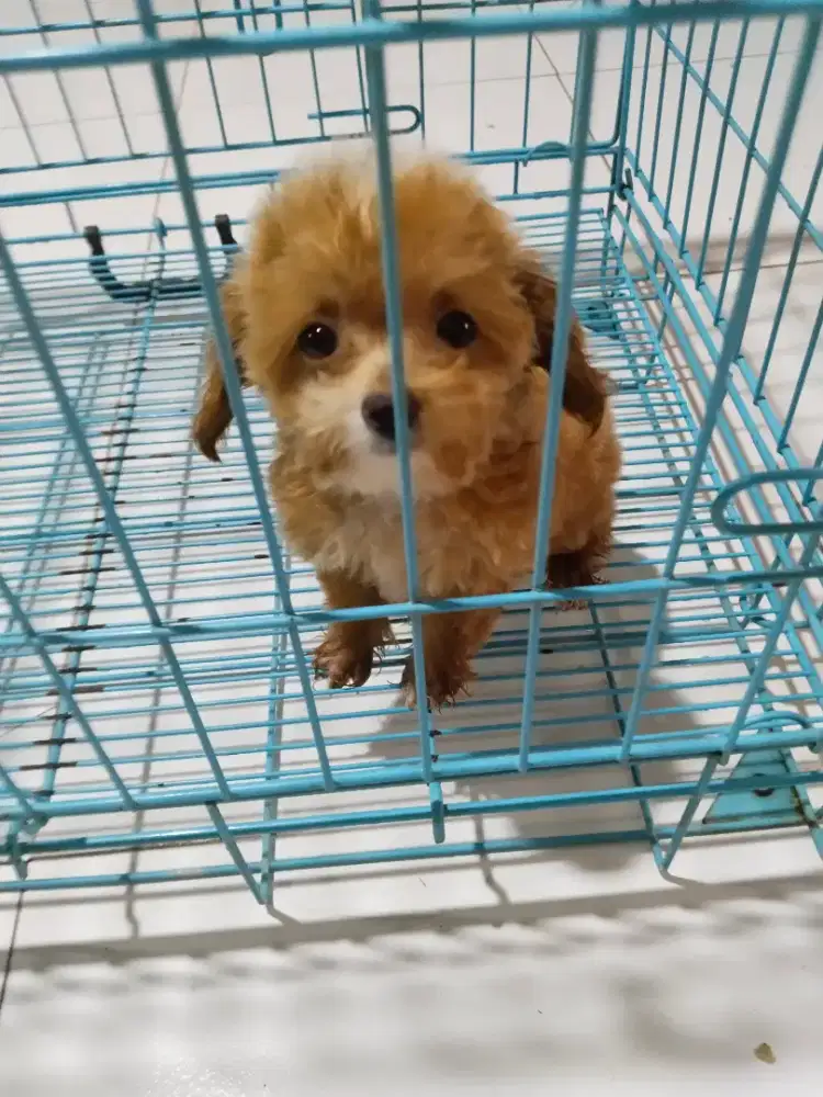 Anak anjing tiny poodle ( size mini)
