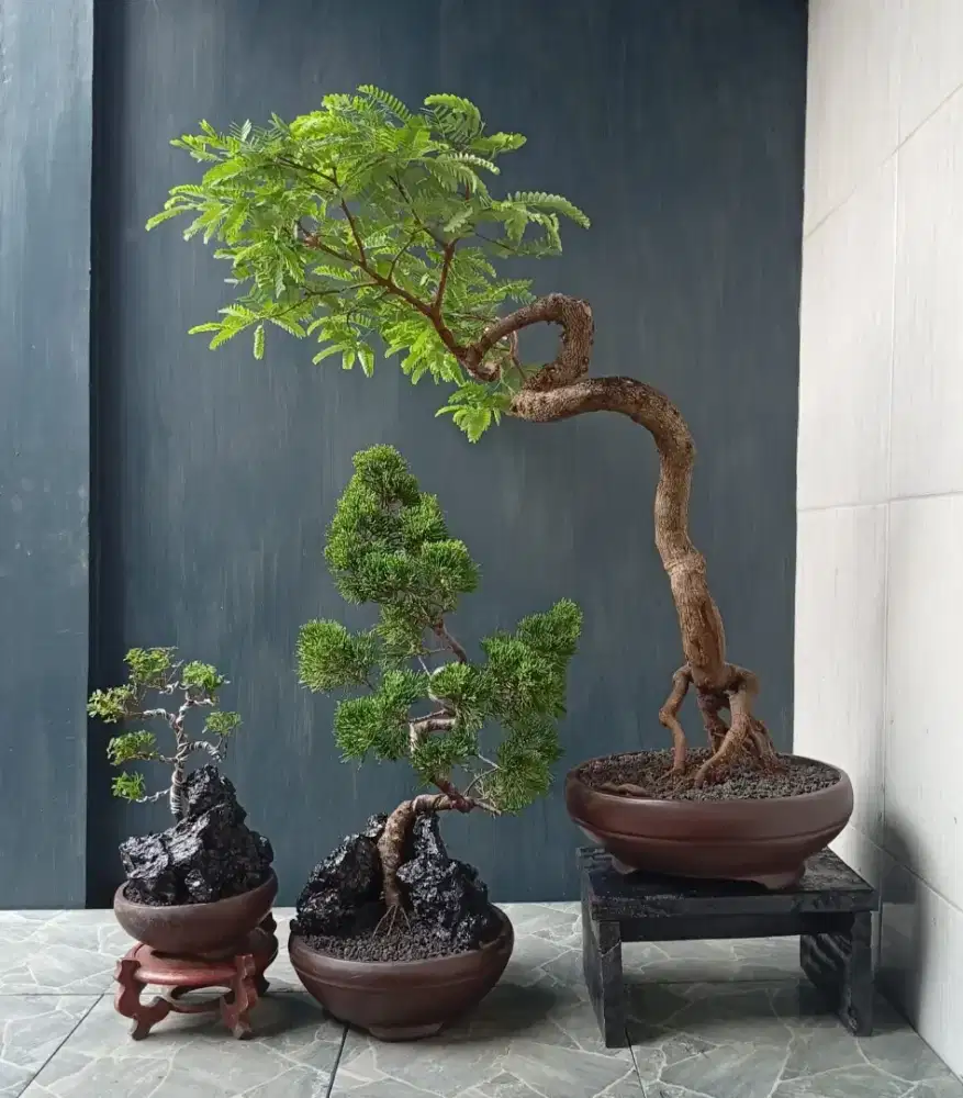 Bonsai hias cantik ada 3 pohon