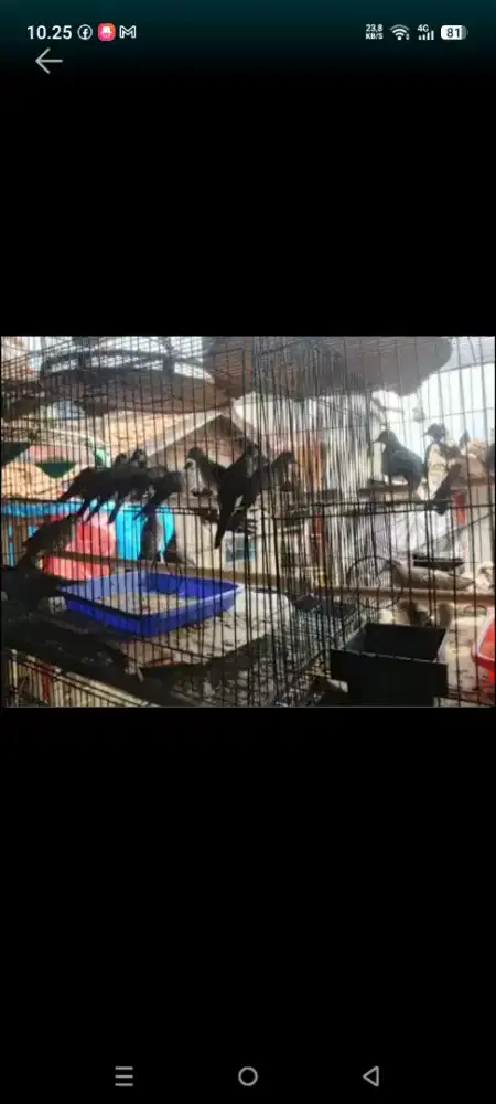 Burung perkutut lokal alam