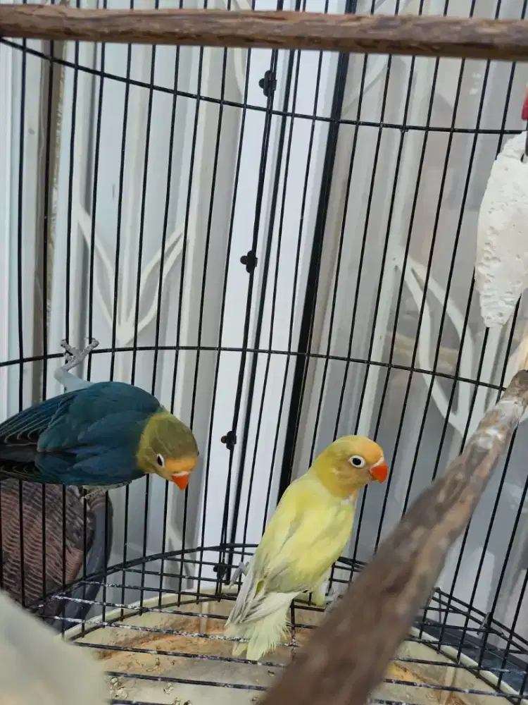 Lovebird PB YF dan Misty Pastel Kuning