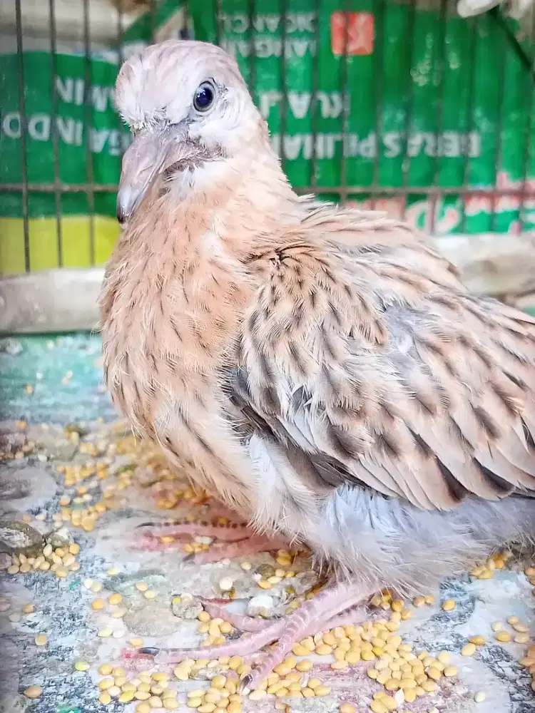 Tekukur Leopard Merah