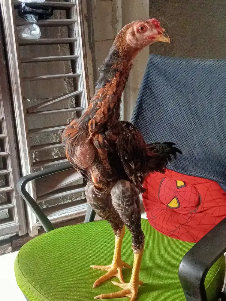 Di jual ayam bangkok hias.