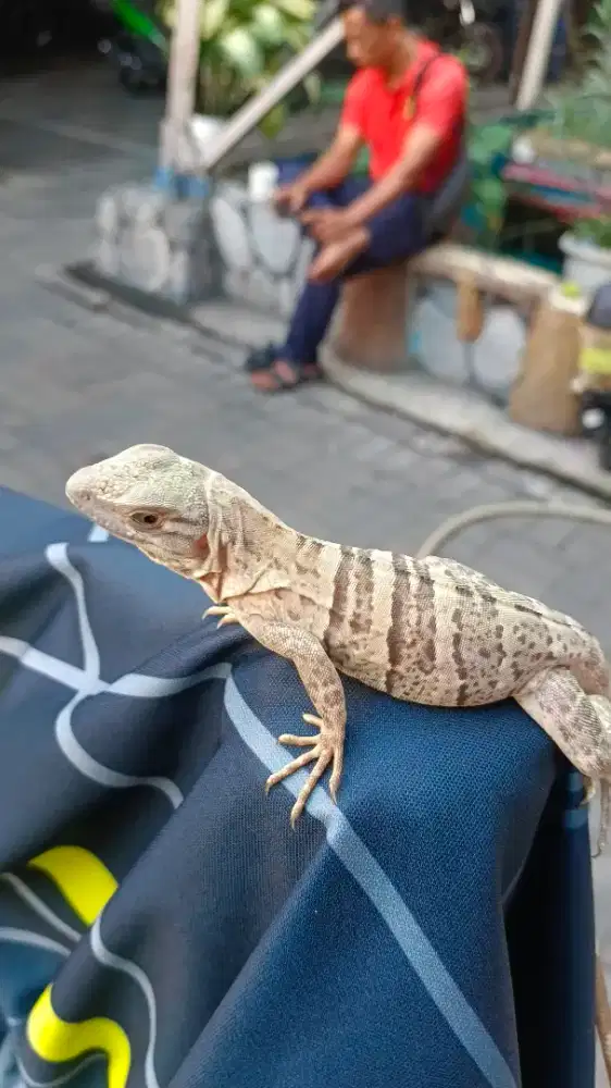 Iguana similis jantan
