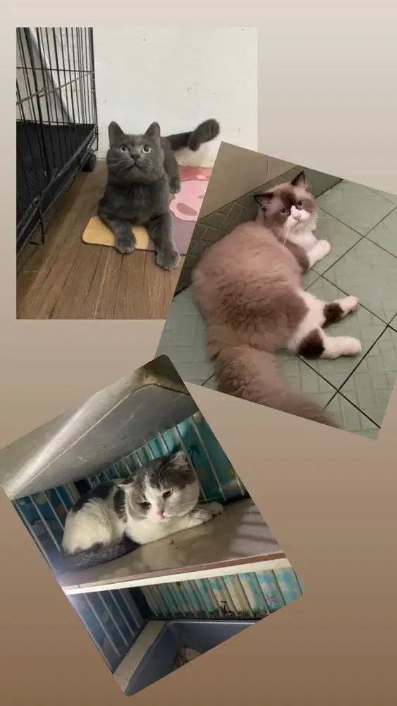 Jasa Pacak BSH dan Ragdoll