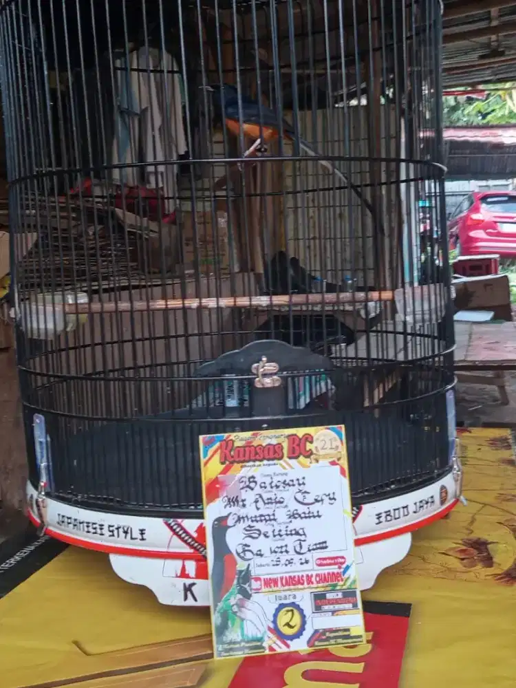 Murai PRESTASI beruntun Bulu Baru [ SHOW GURIH ] materi joss