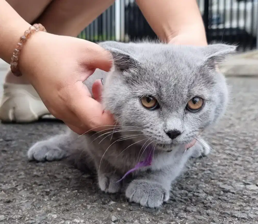 Kucing BSH Jantan