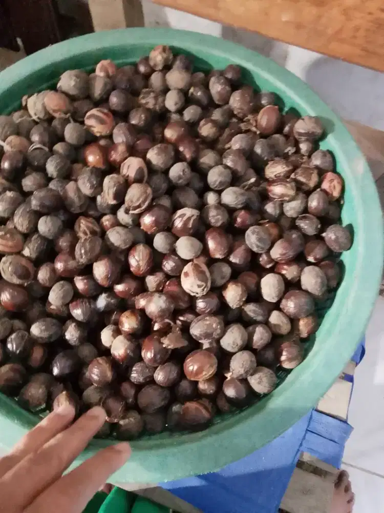 Buah pala matang dari pohon