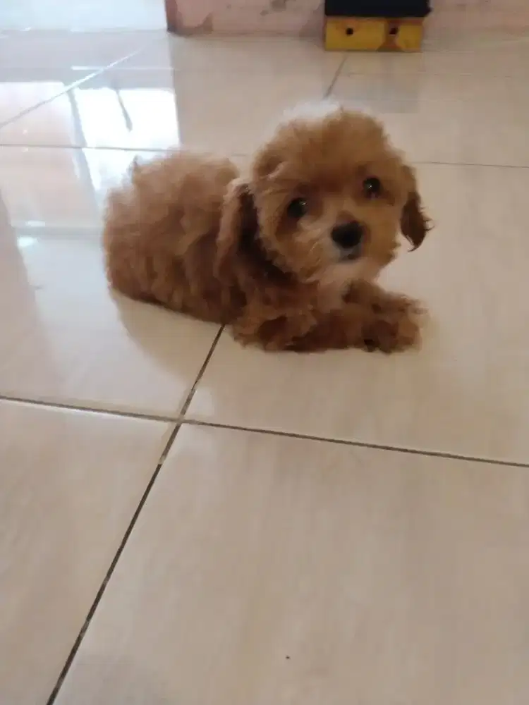 Anak anjing poodle tiny