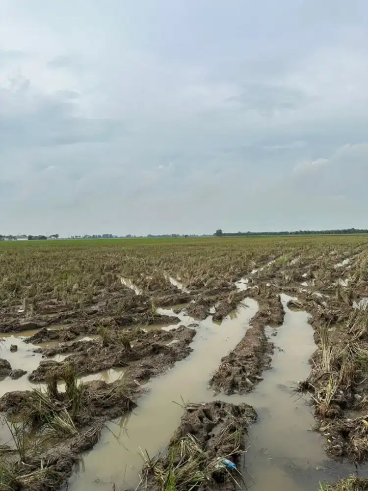 DIJUAL SAWAH 1000 METER