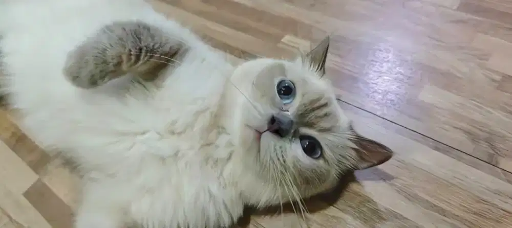 Kucing British Shorthair SEALPOINT