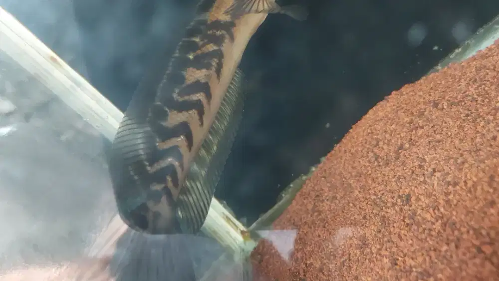 Maru yellow sentarum