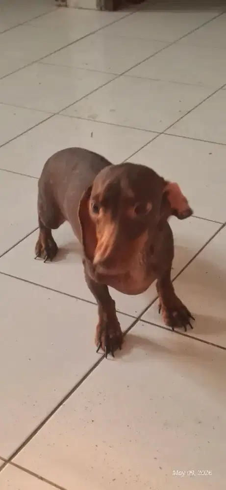 Lepas Adopsi Tekel Sosis / Dachshund BETINA