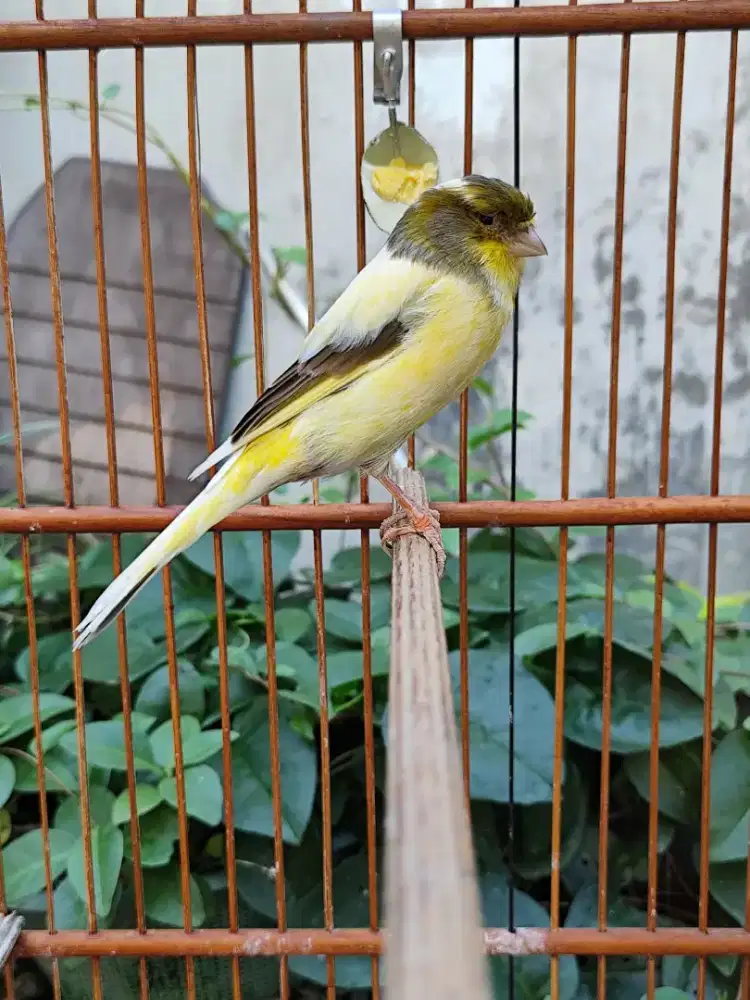 Kenari betina F1ys Big size