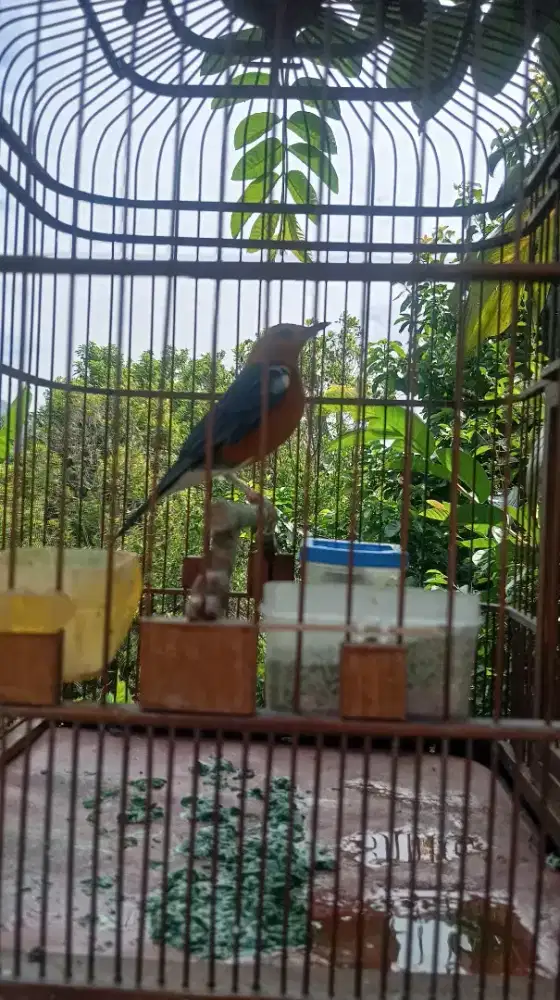 sangkar anis merah am ring