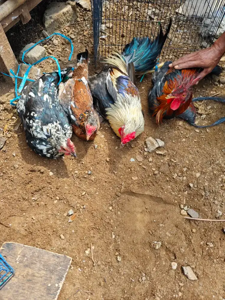 Ayam kampung 4 ekor