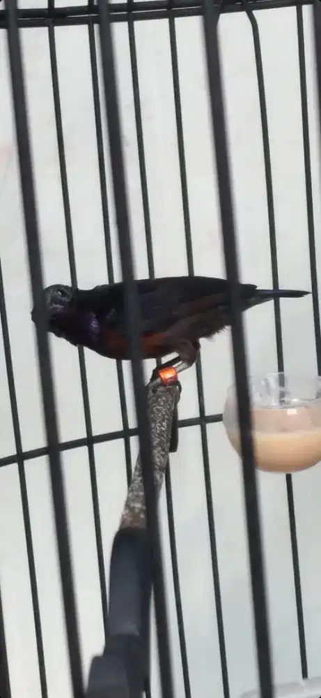 Burung kolibri ninja