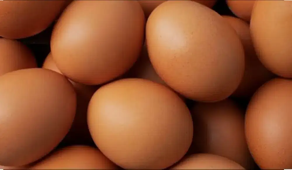 Jual Telur Ayam