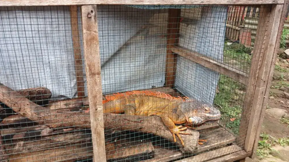 Red Iguana 120CM