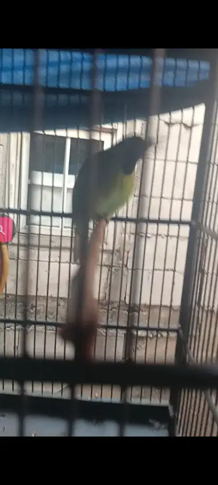 burung murai daun
