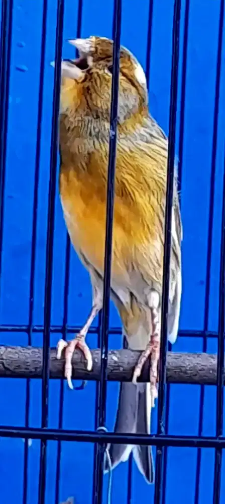 BURUNG KENARI GACOR SUARA UNIK DAN SUREN