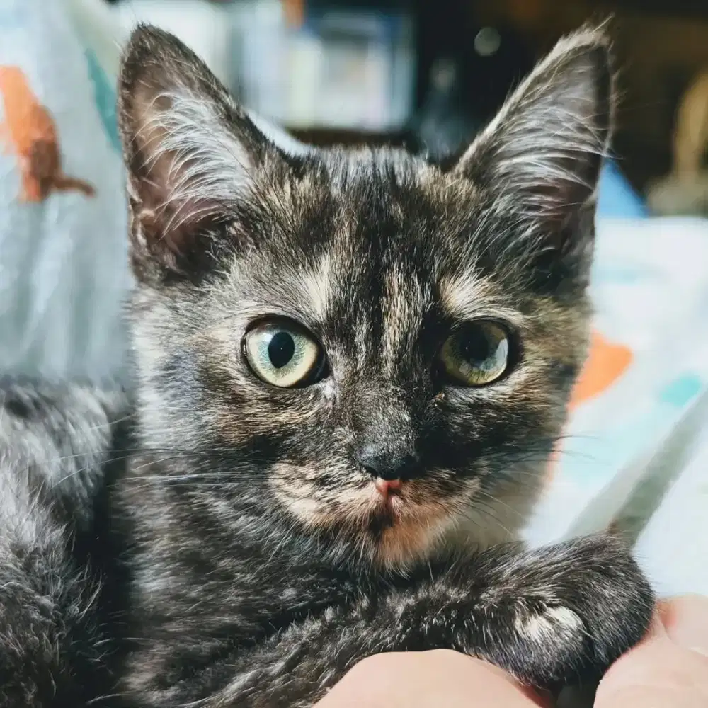 Kitten Munchkin standar