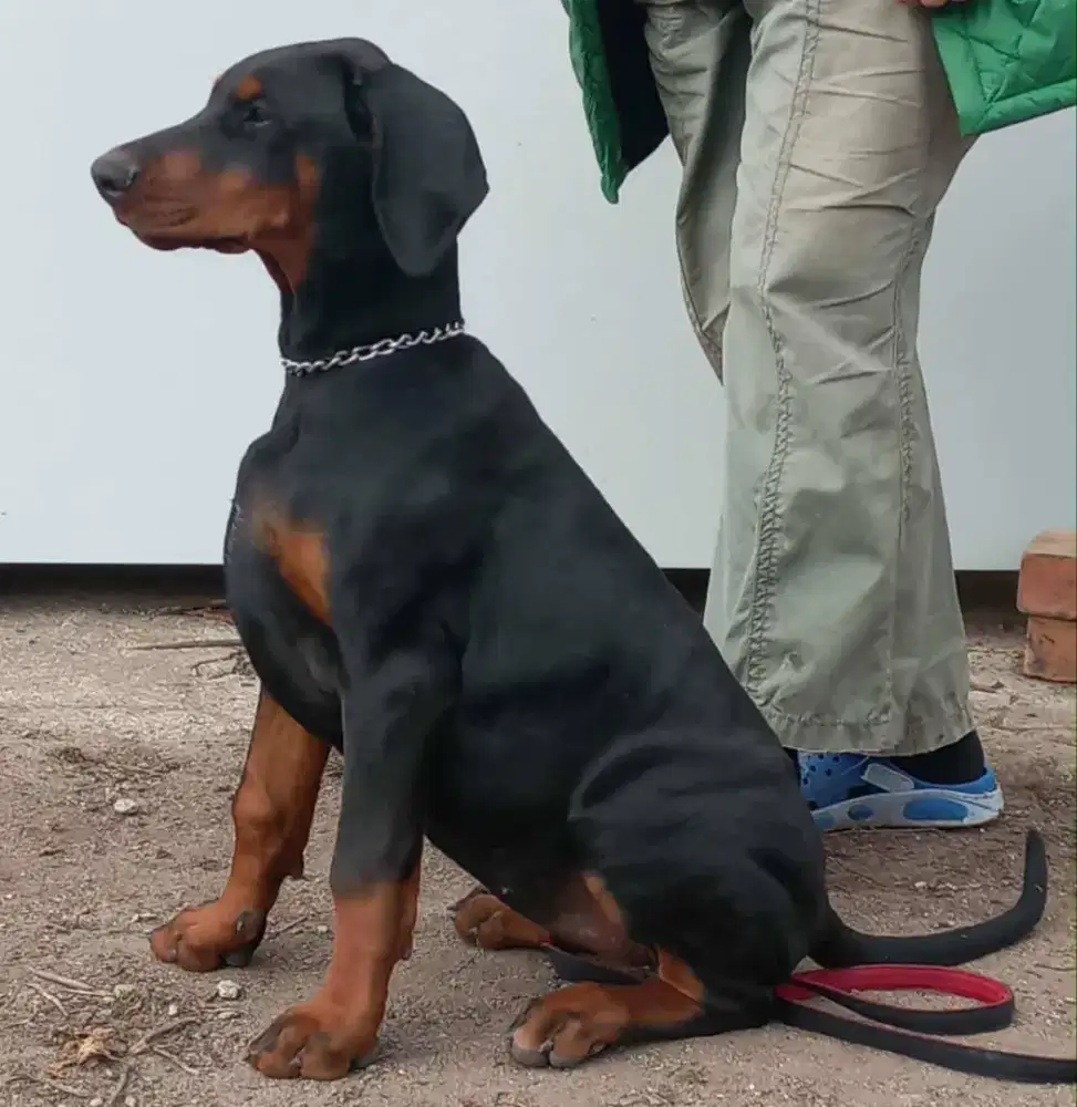 EUROPEAN DOBERMANN
