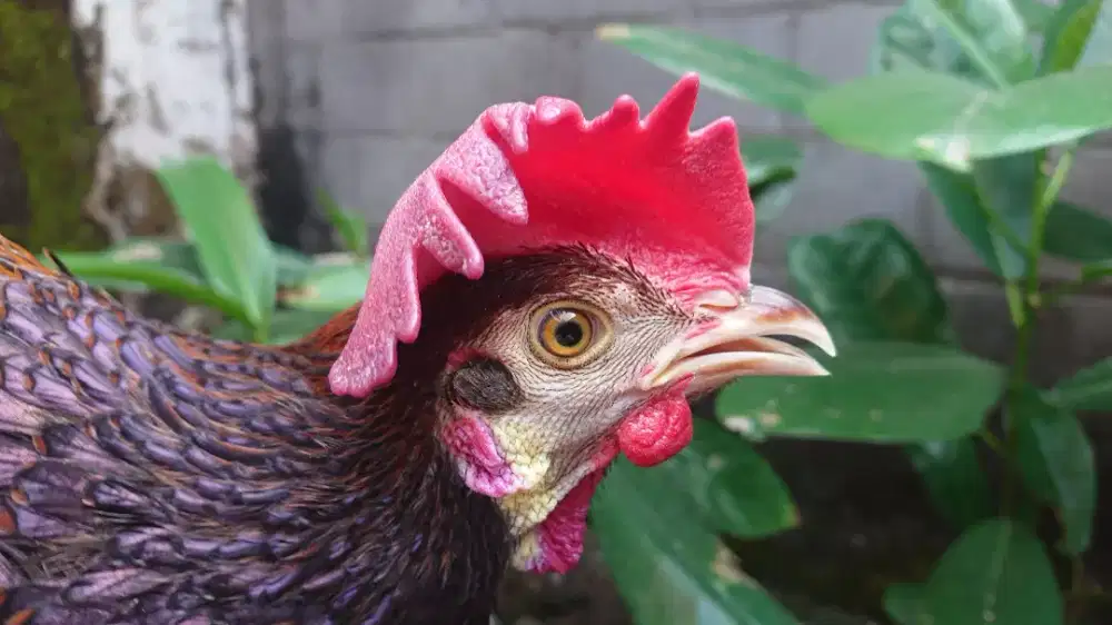 Ayam Bekisar Umur 9 Bulan