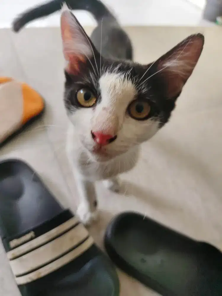 Anak kucing teman bermain