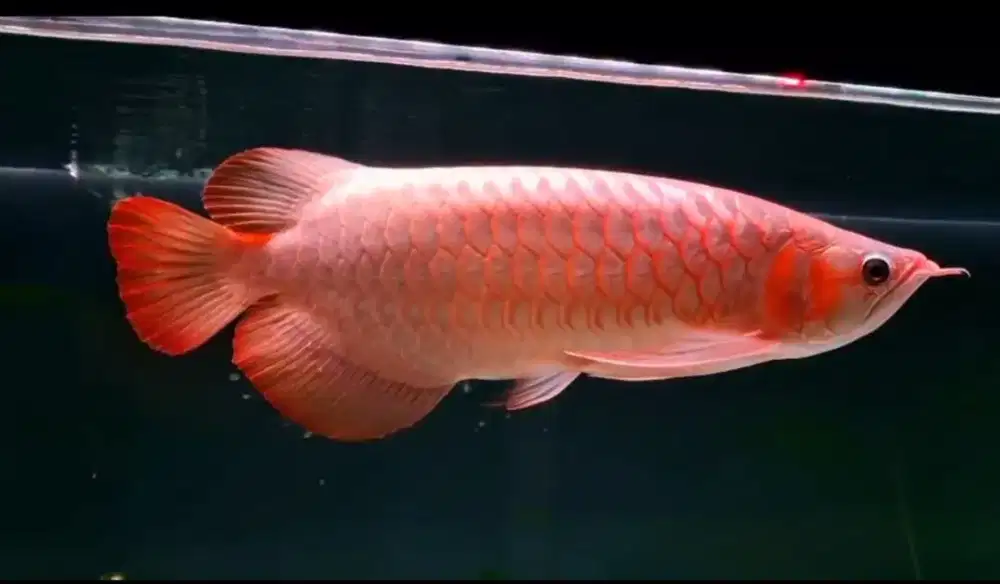 Arowana Super Red Size 47cm