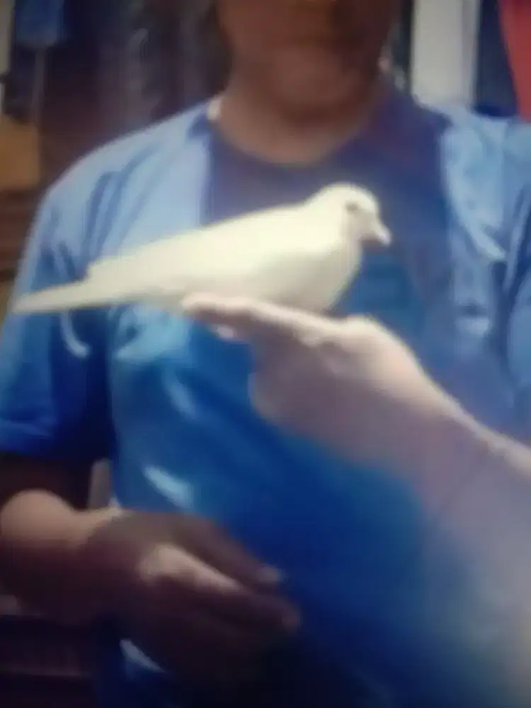 Puter albino mata merah jinak jantan