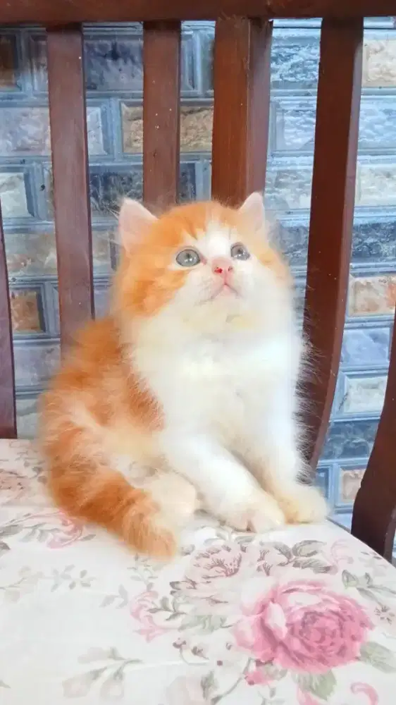 Kitten persia flatnose