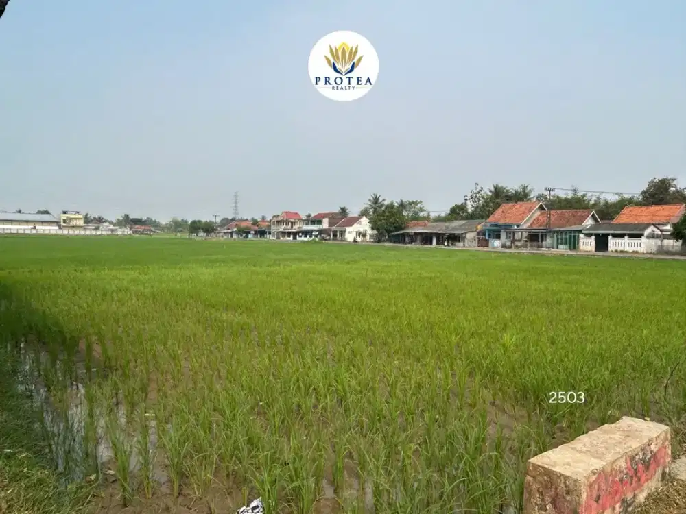 Dijual Tanah Sawah Luas di Pasar Kemis Tangerang