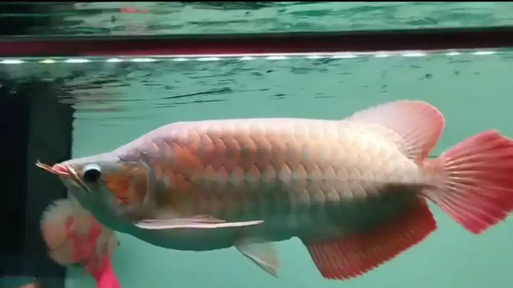 Arowana Super Red King Size 40cm