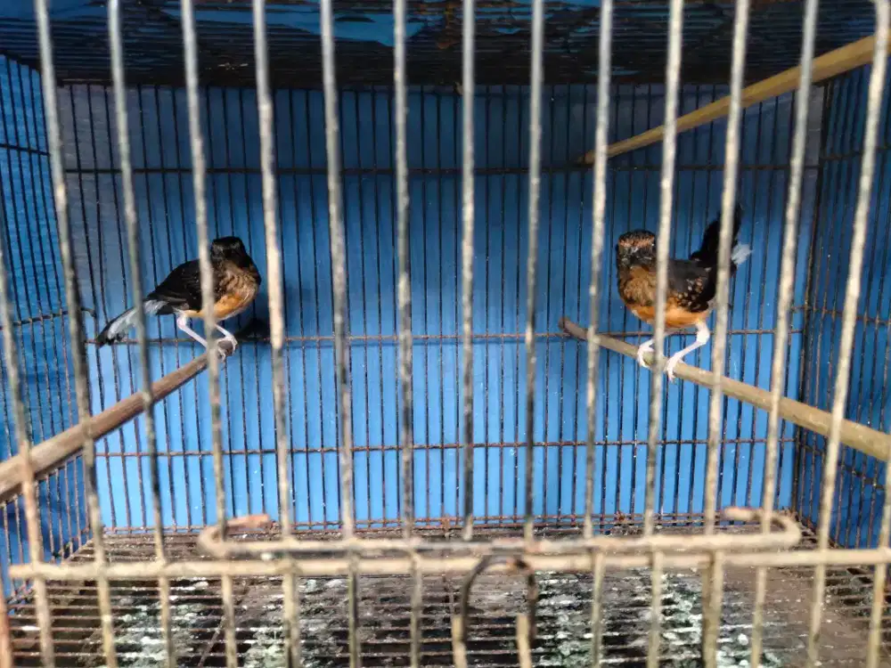 Burung murai trotol
