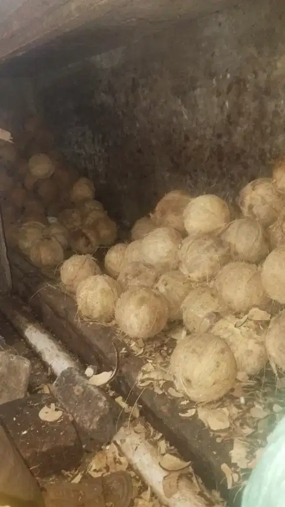 Cari Pekerja dagang kelapa santan/parut dipasar