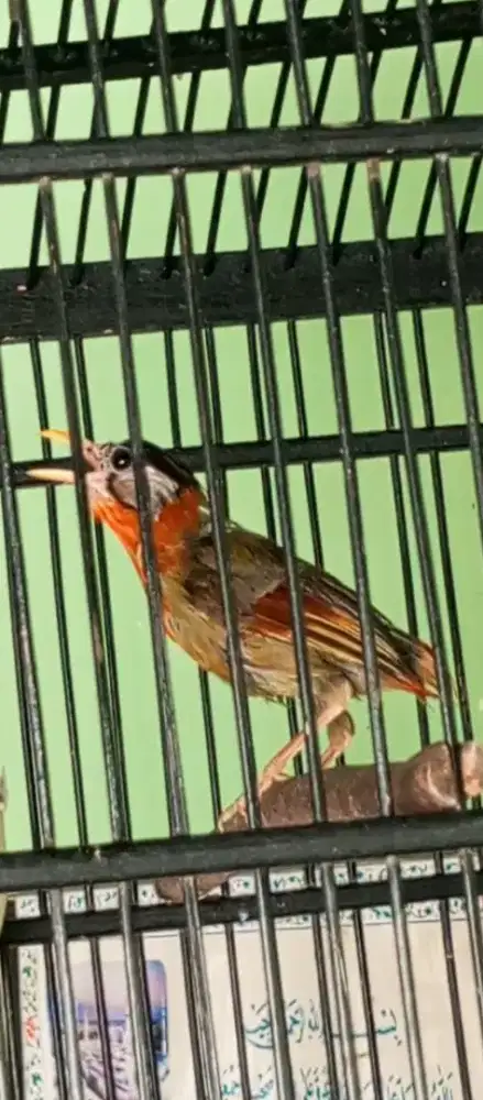 Pancawarna jantan rajin