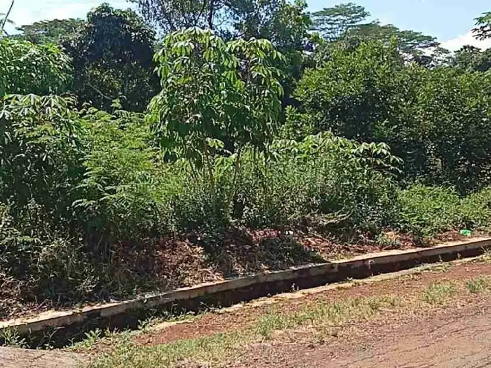 Kebun Rambutan 1000 m2 125 Juta Subang