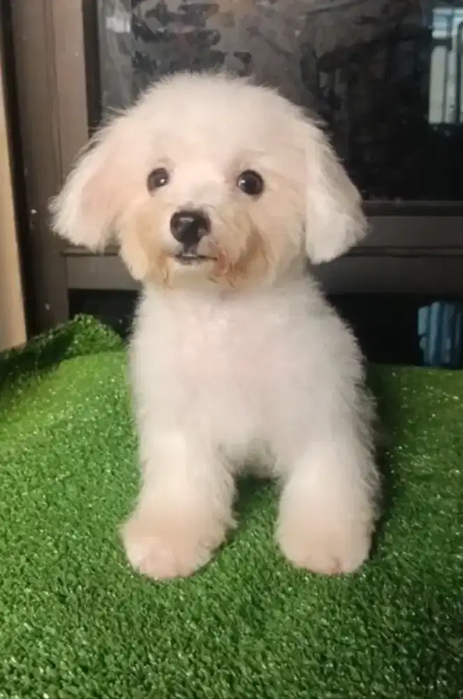 Toy Poodle Jantan Warna Snow White