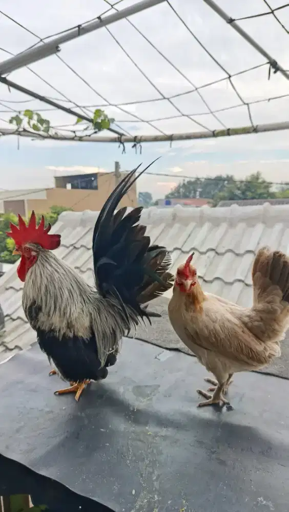 ayam kate dan ayam kate serama