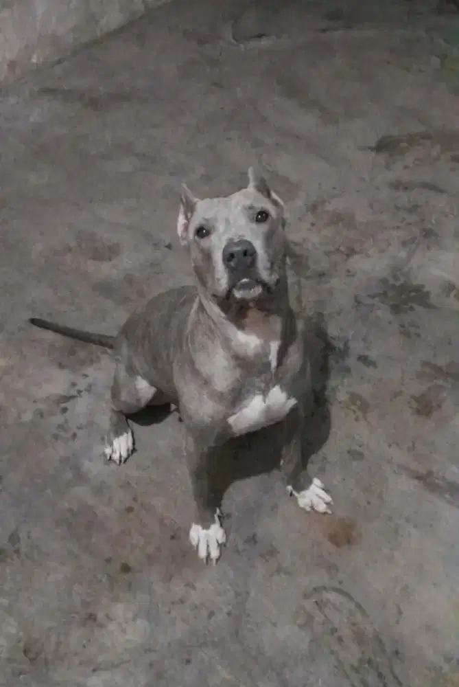 Anjing Pitbull bluenose