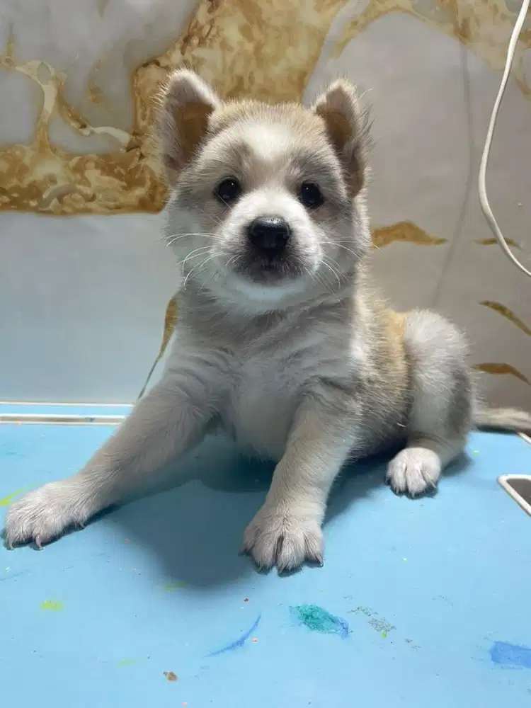 Mix husky 1.5bln jantan