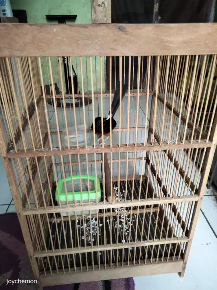 Burung Murai 650 ribu