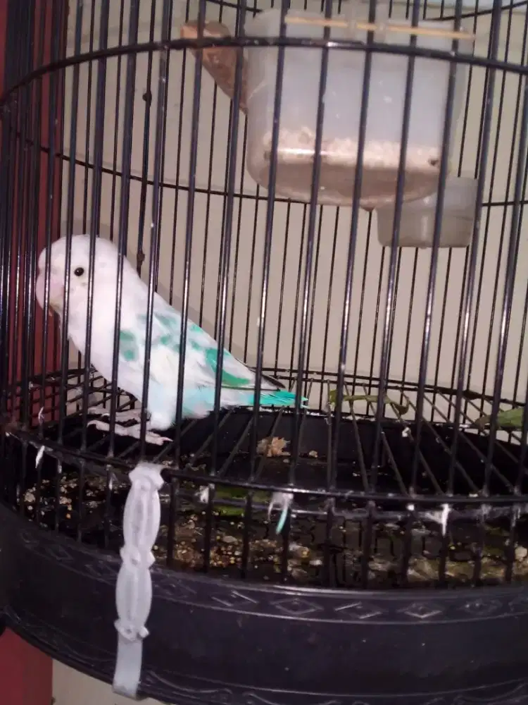Love bird dewasa dibungkus