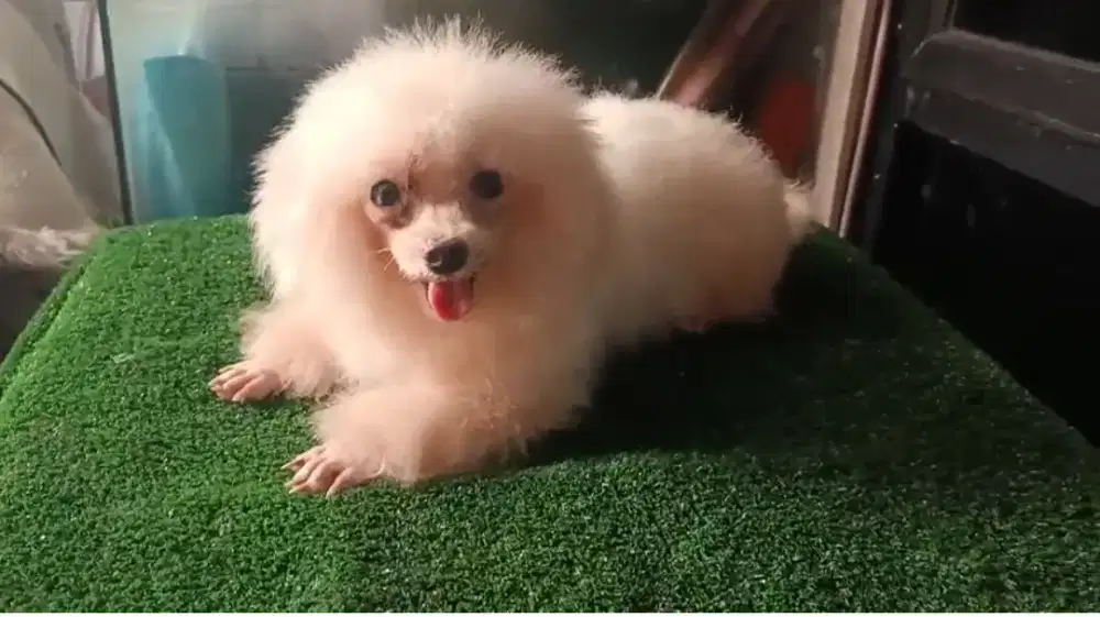 Tea Cup Poodle Jantan Super Kecil
