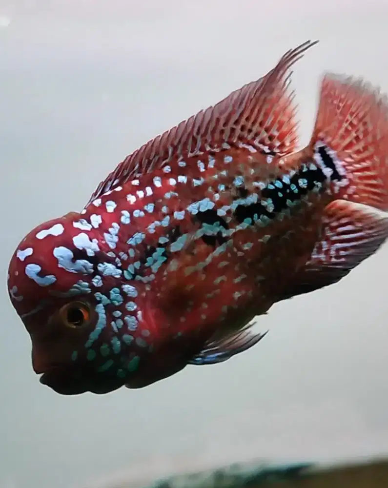 Ikan louhan kamfa F2 thailand
