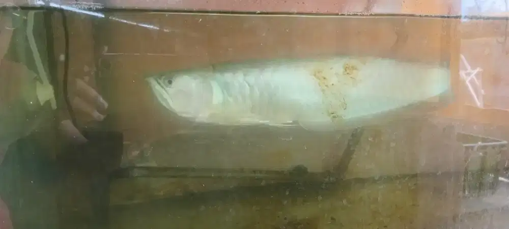 DIJUAL CEPAT IKAN ARWANA SILVER