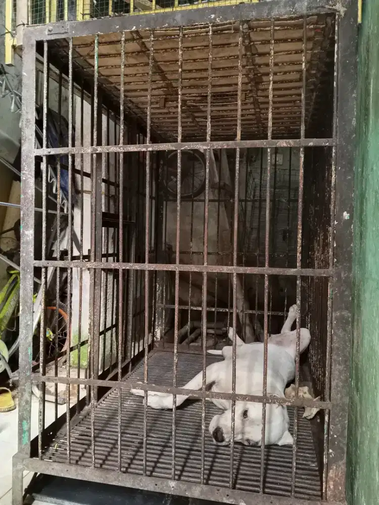 Di jual kandang anjing besar besi padat