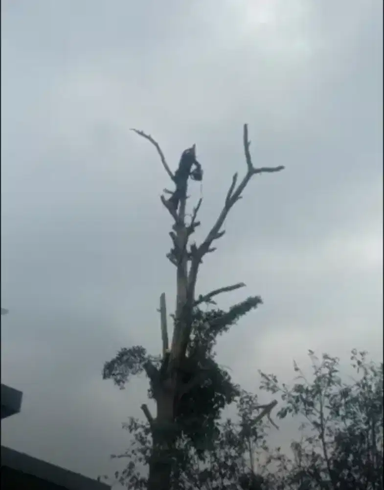 Jasa tebang pohon dan potong rumput