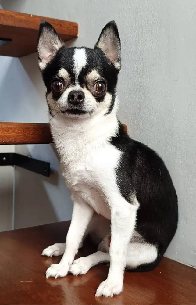 Chihuahua Tricolor jantan teacup size